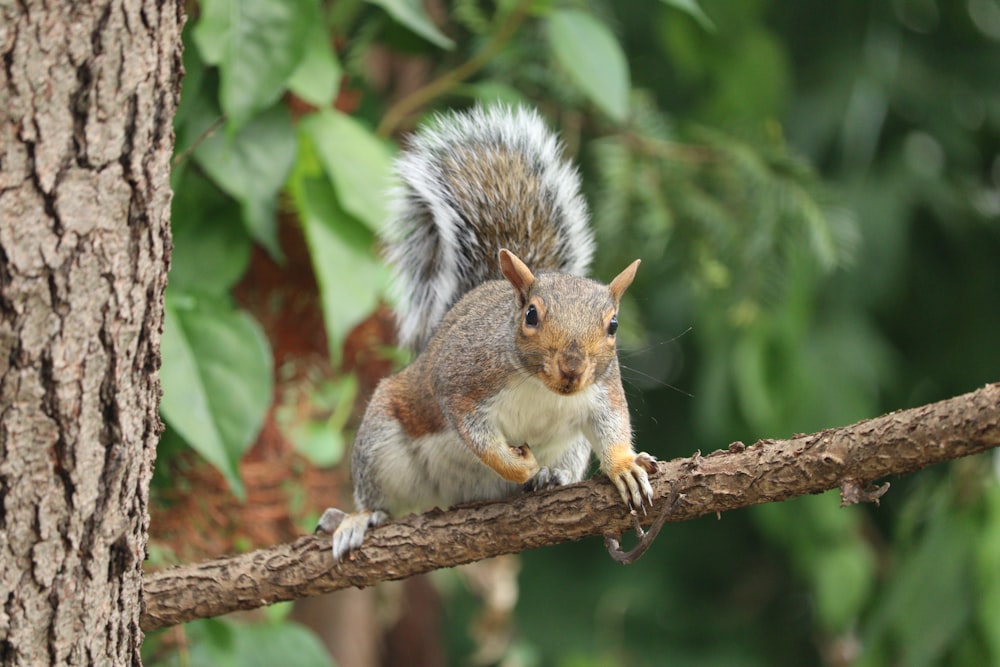 Un écureuil est assis sur une branche d’arbre