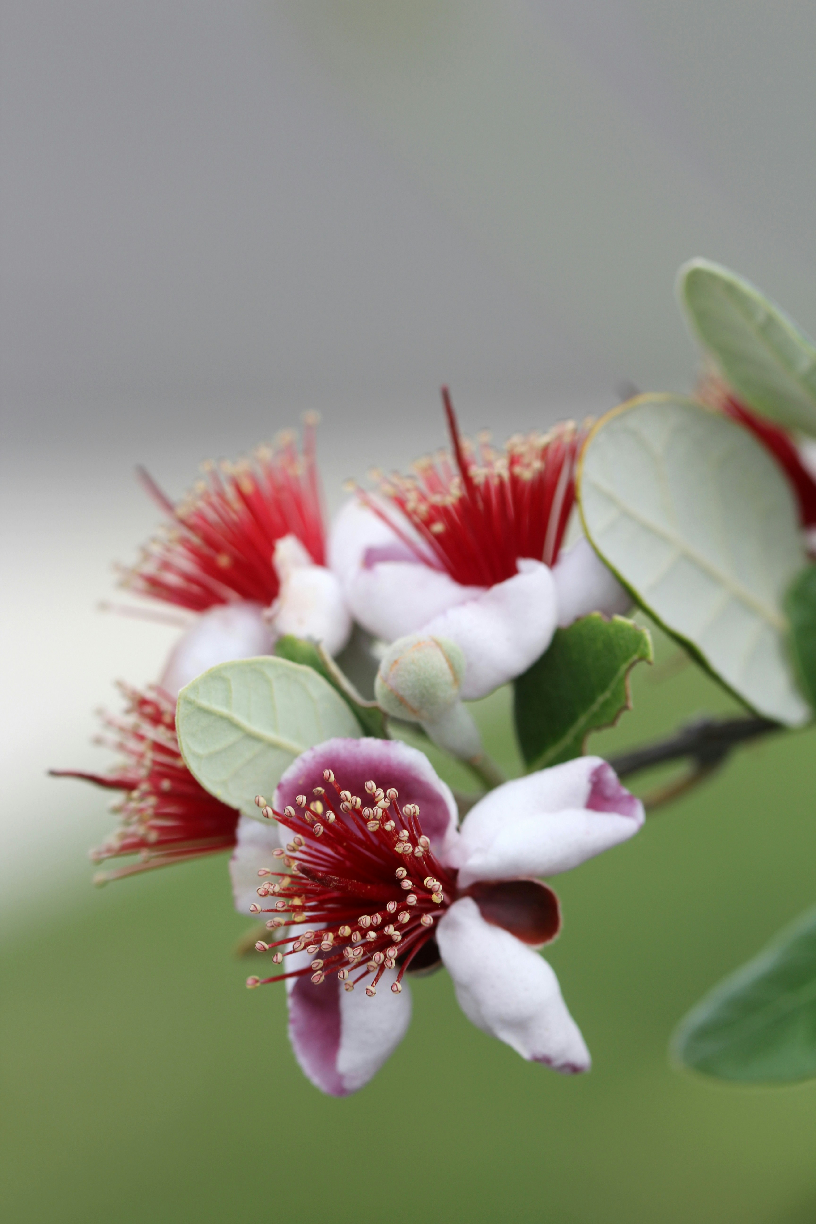 Un primer plano de una flor en la rama de un árbol