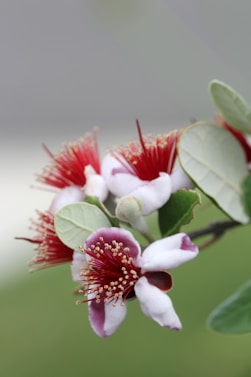 a close up of a flower on a tree branch