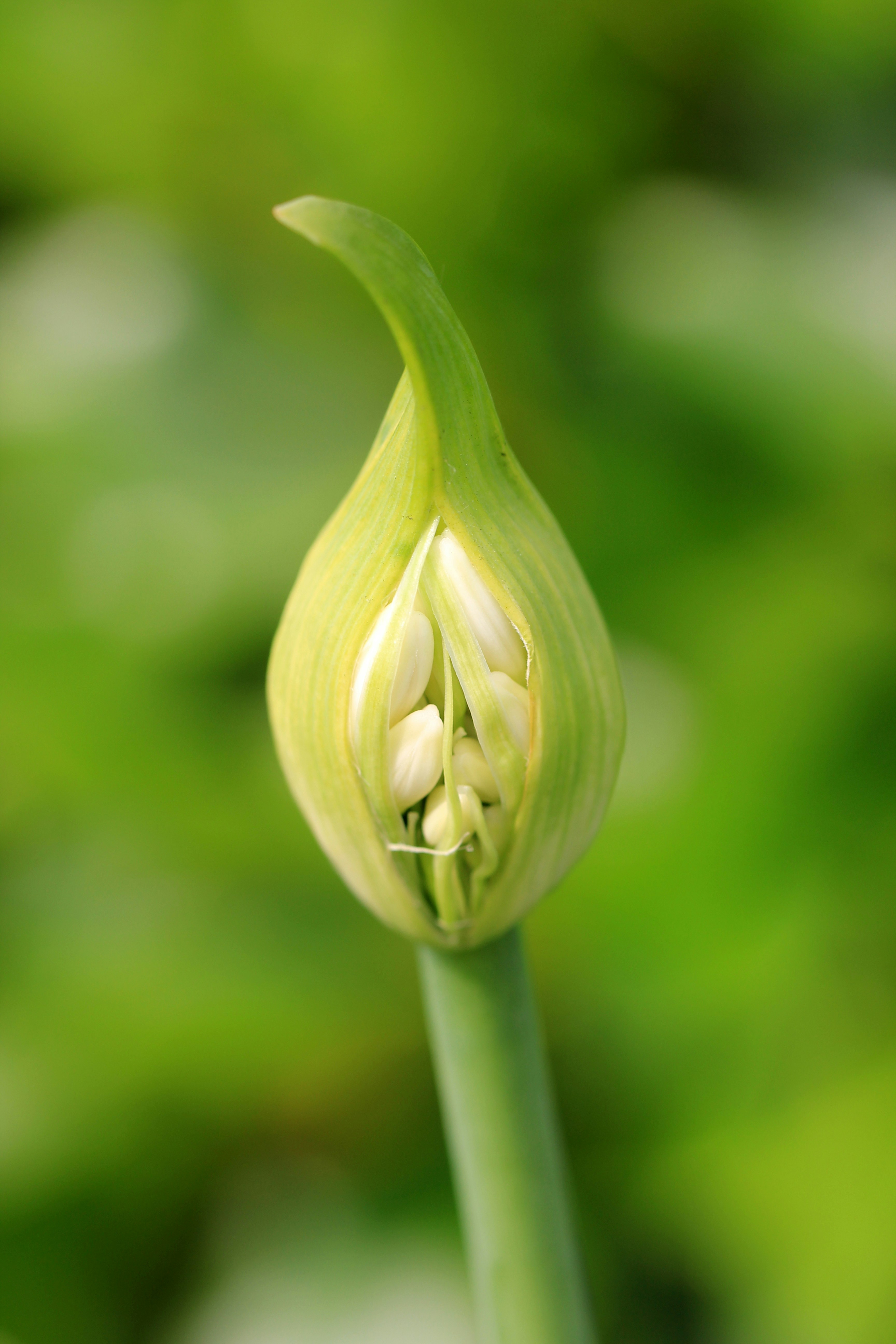 A white agapanthus bud bursts from its casing