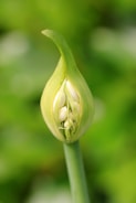 a close up of a flower with a blurry background