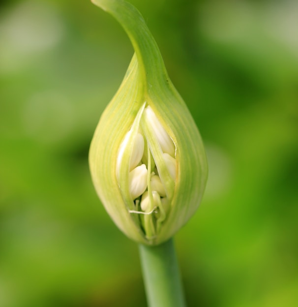 a close up of a flower with a blurry background