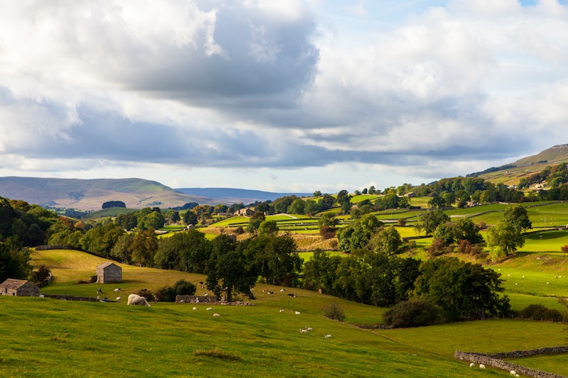 a lush green field with sheep grazing on it