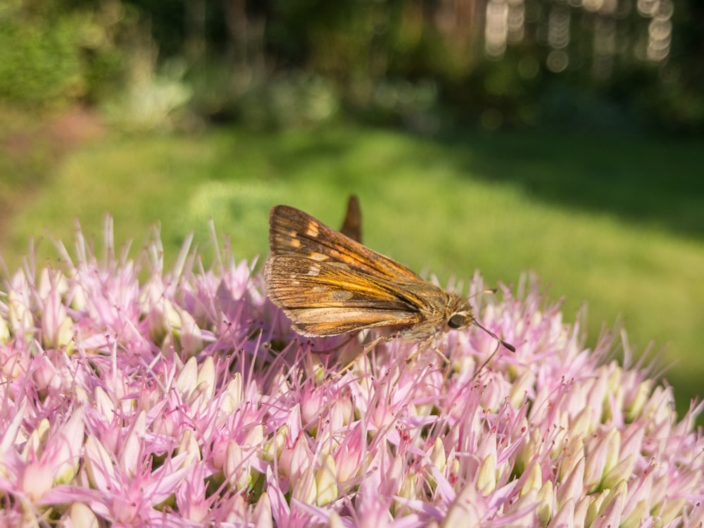 a small brown butterfly sitting on top of a purple flower