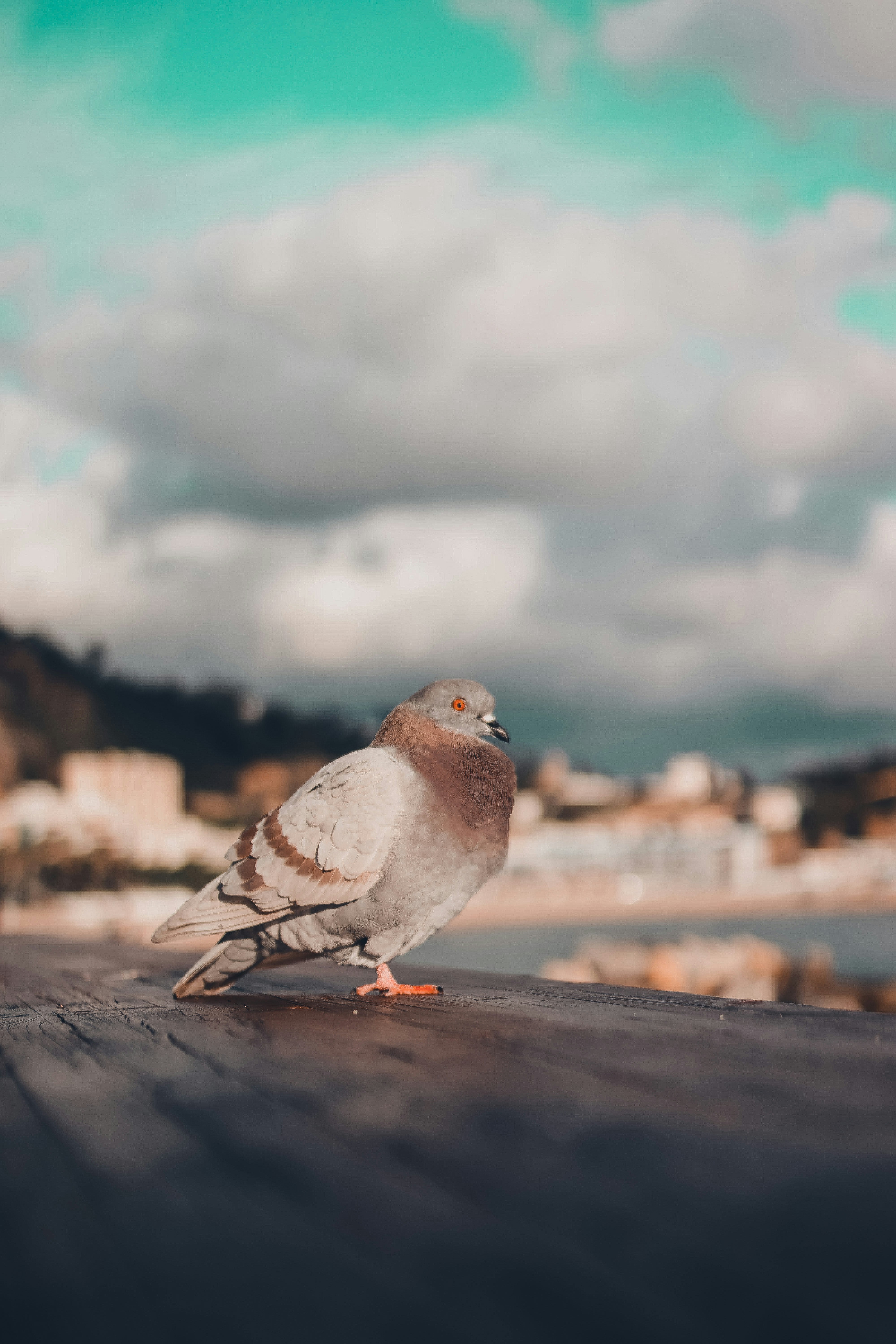 Photo by gringophoto