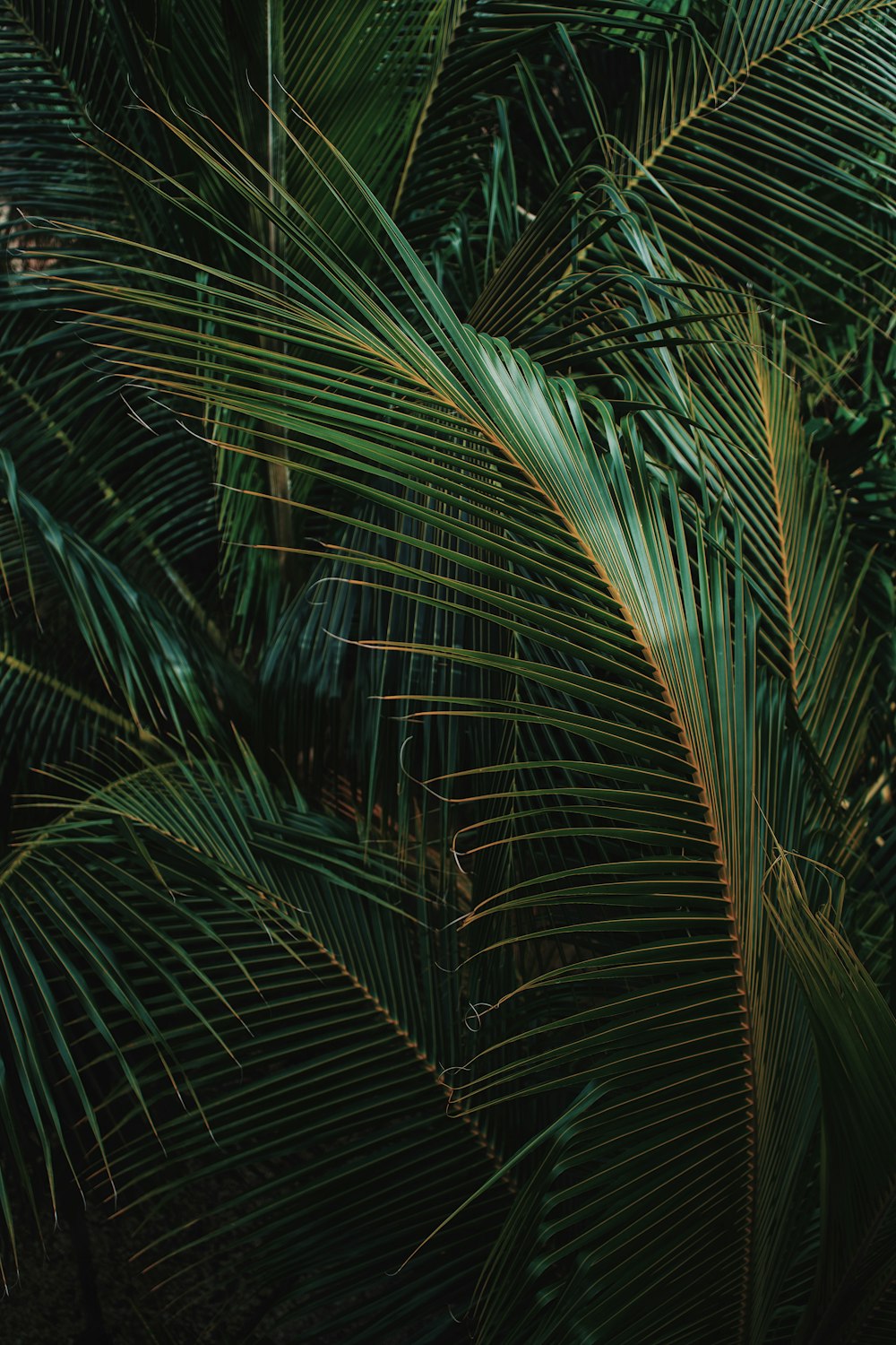 a close up of a palm tree with green leaves