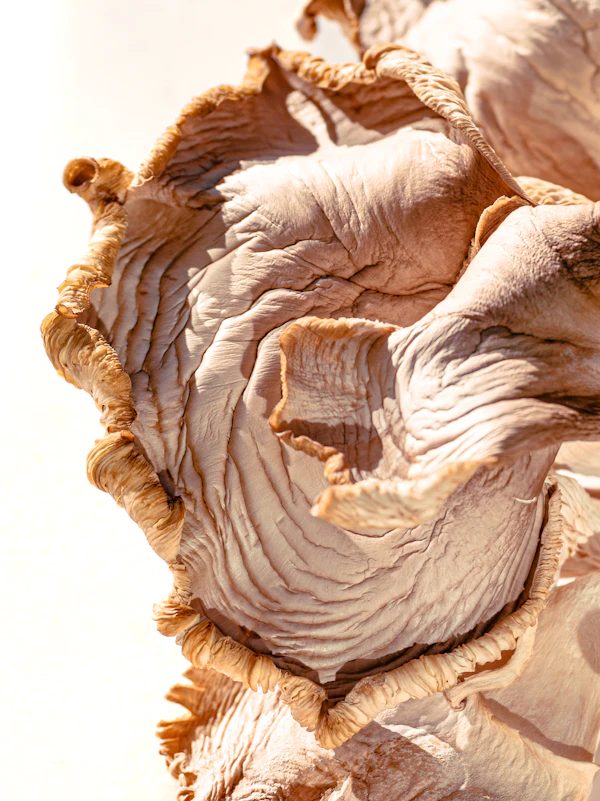 Dried poria cocos