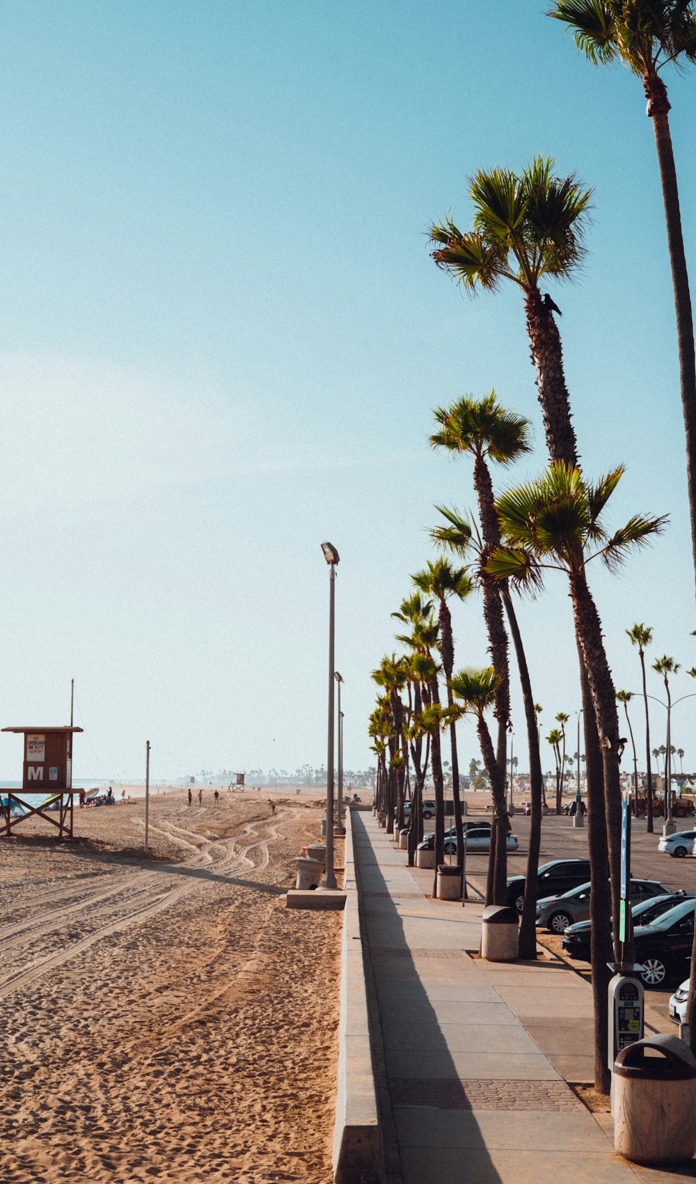 a row of palm trees next to a beach