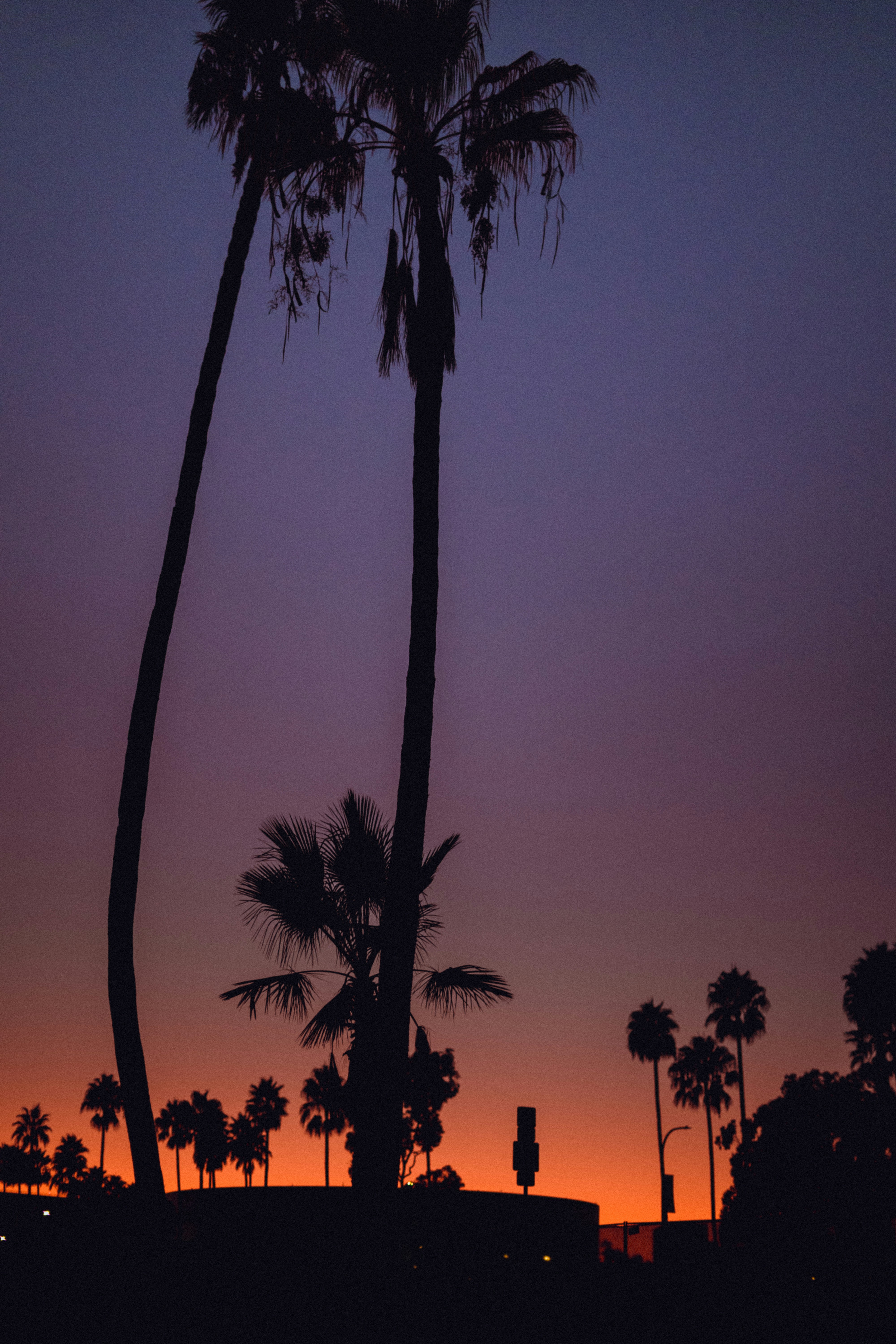 a couple of palm trees that are next to each other