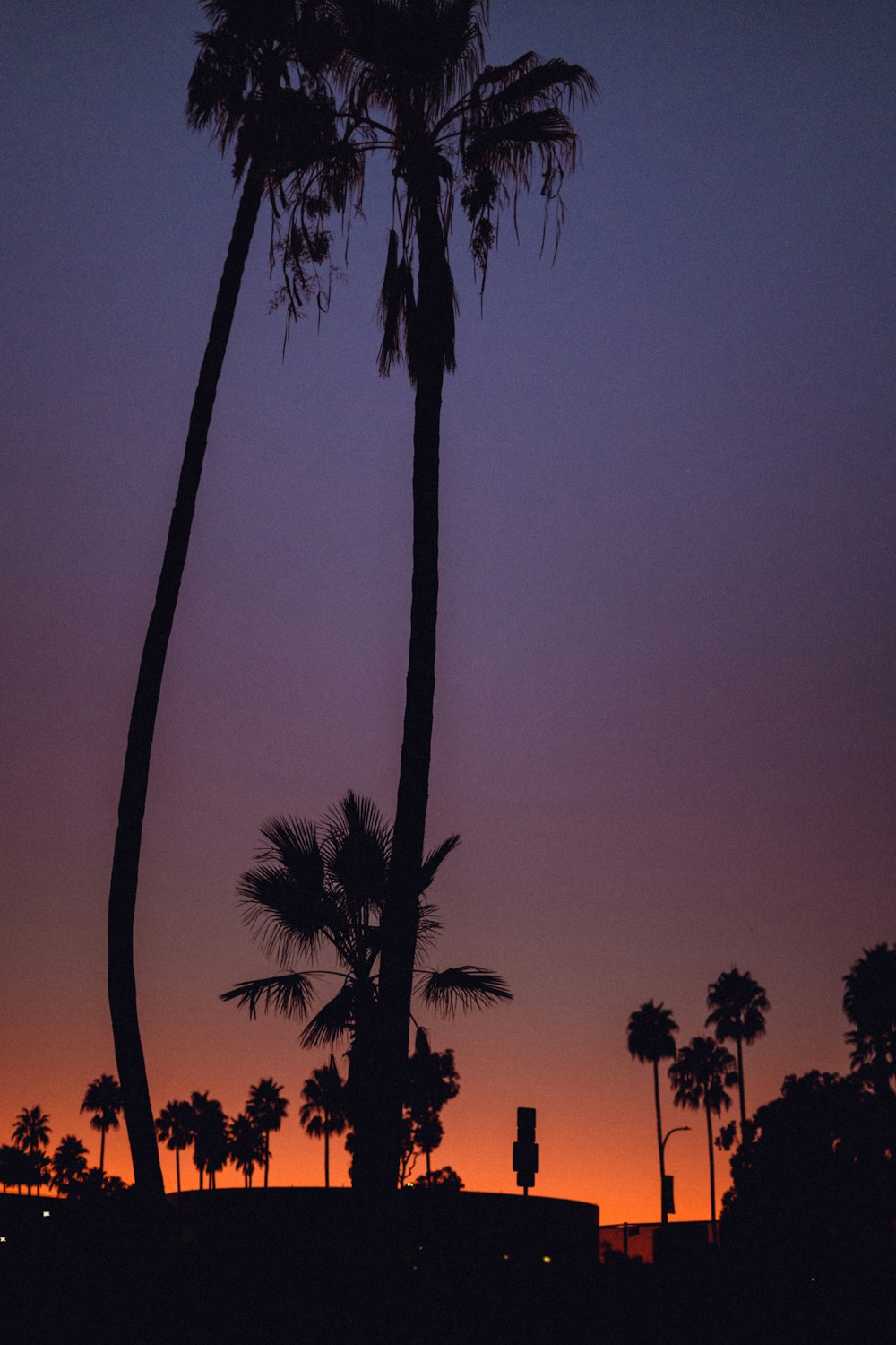 a couple of palm trees that are next to each other