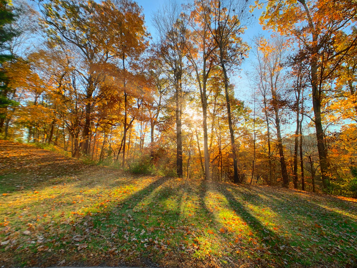 Low autumn sun through the trees of a park in Loudonville