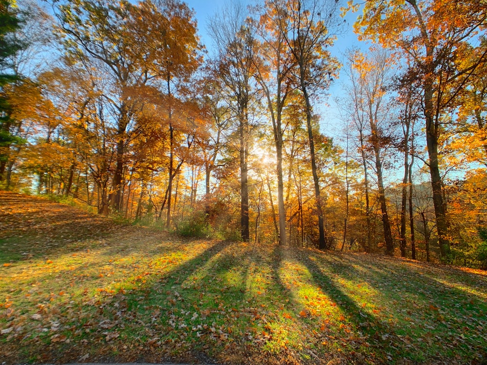 the sun is shining through the trees in the woods