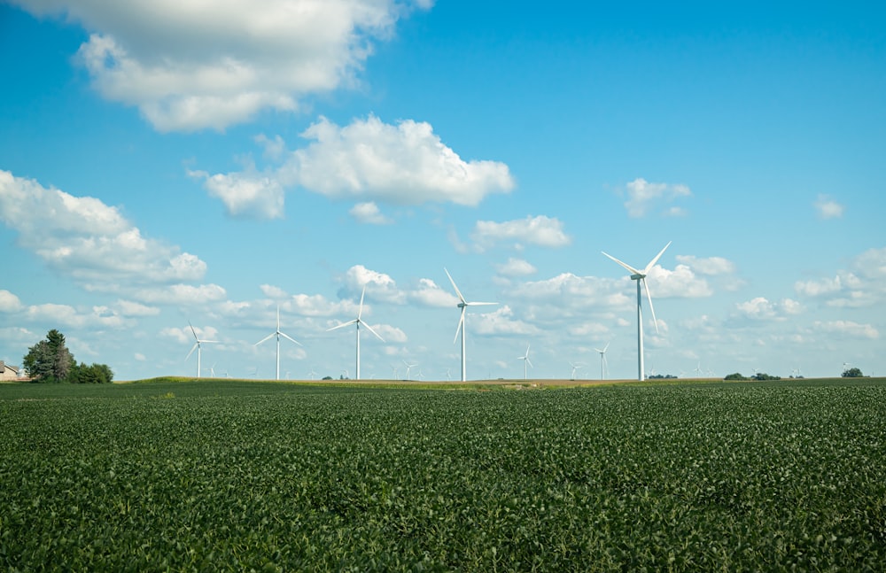 a field of crops with wind turbines in the background