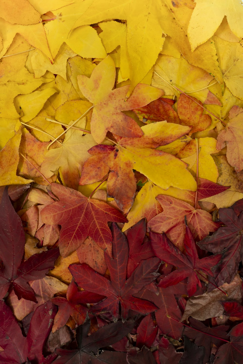 a bunch of leaves that are laying on the ground