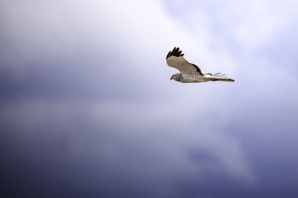 um pássaro voando através de um céu azul nublado