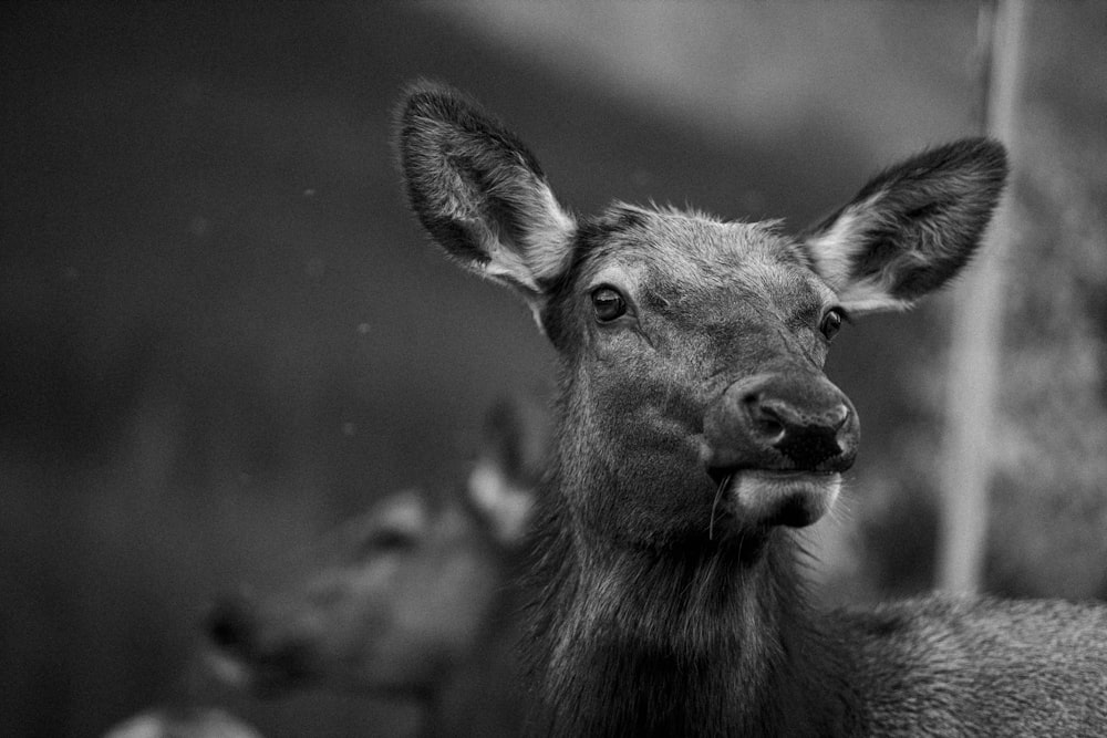 a black and white photo of a deer
