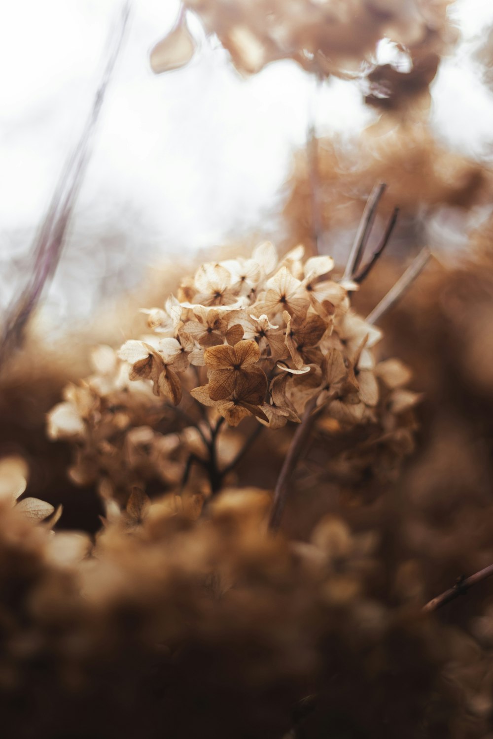 a close up of a plant with lots of leaves