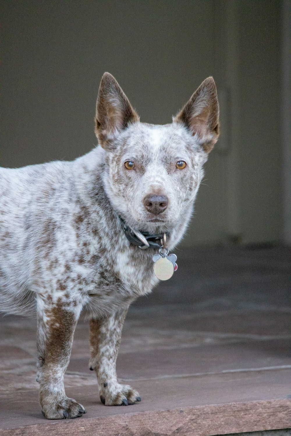 a white and brown dog standing on top of a cement floor