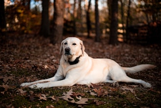 a large white dog laying on top of leaves