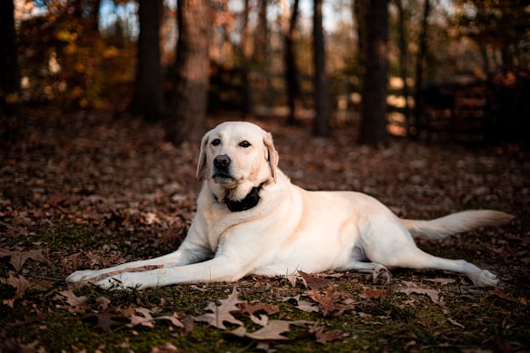 a large white dog laying on top of leaves