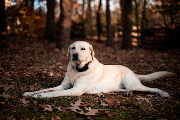a large white dog laying on top of leaves