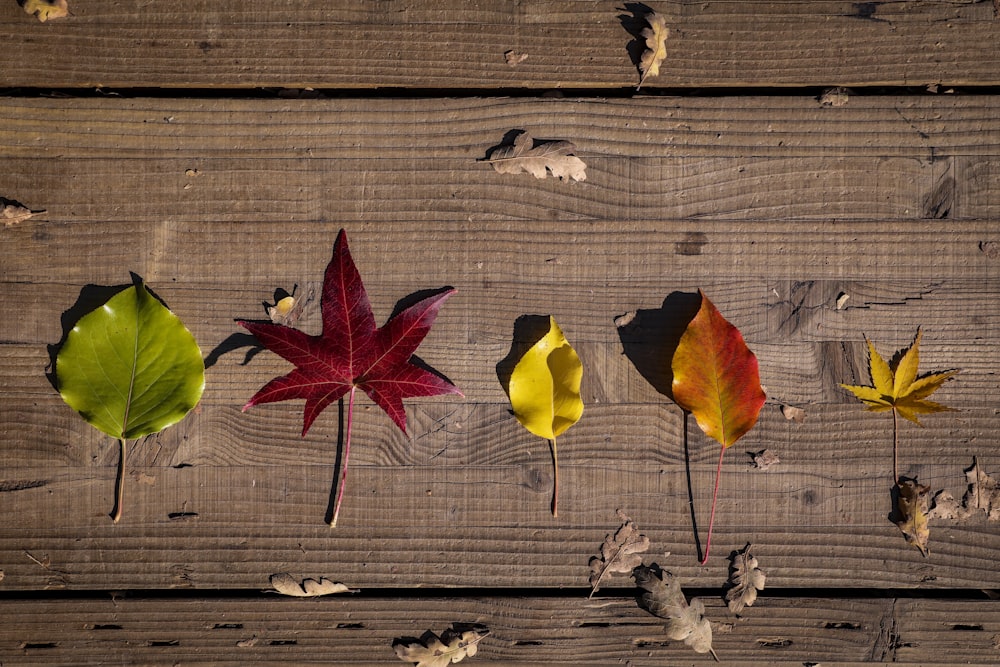 a group of leaves that are sitting on a wooden surface