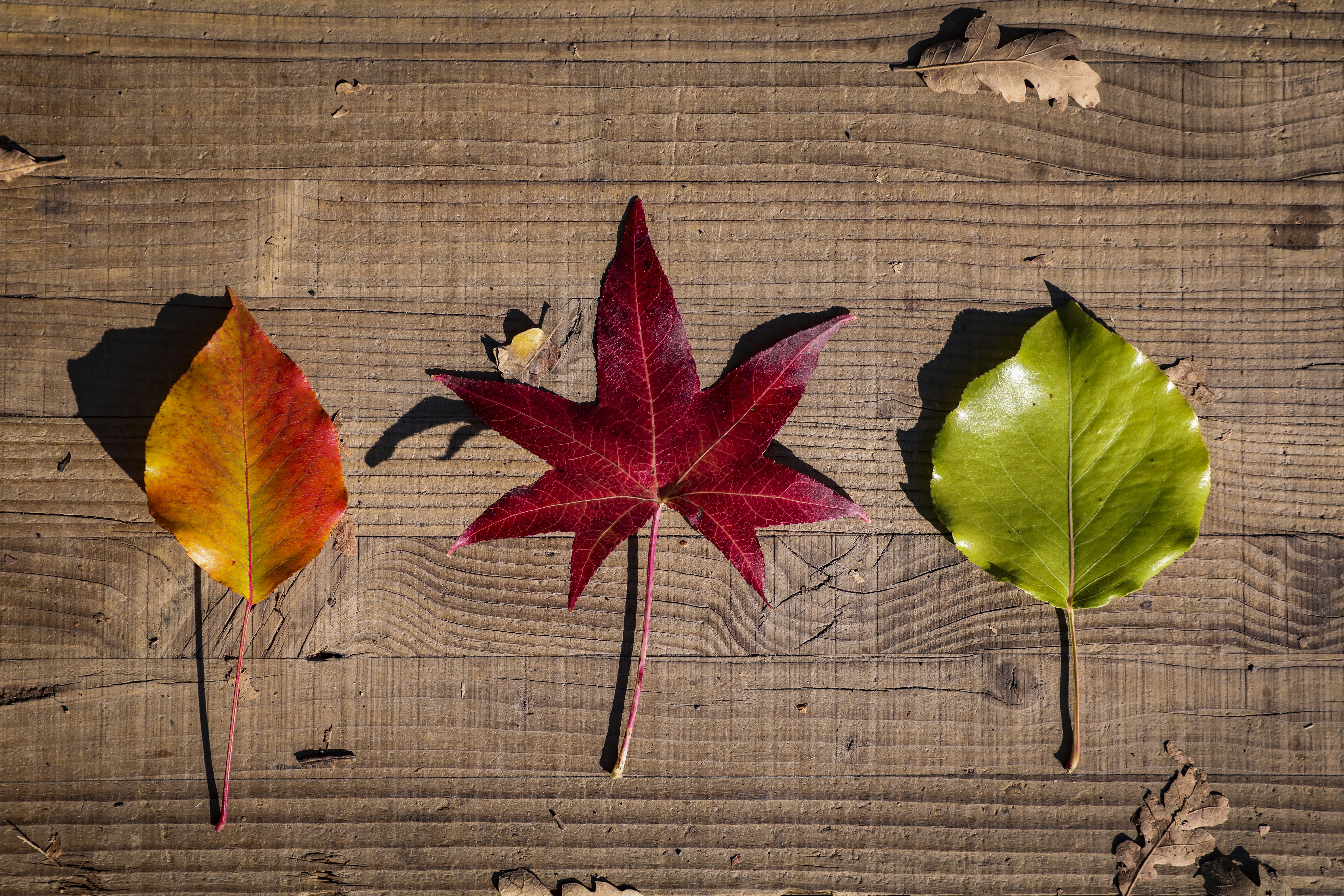 Photo by rocinante_11