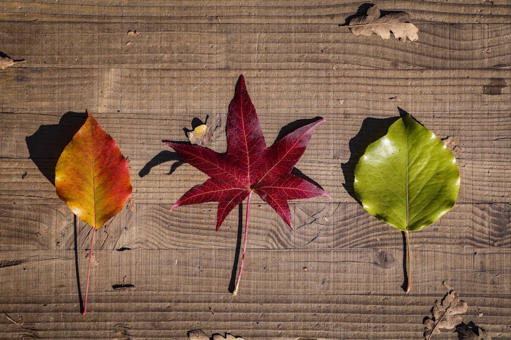 three different colored leaves on a wooden surface