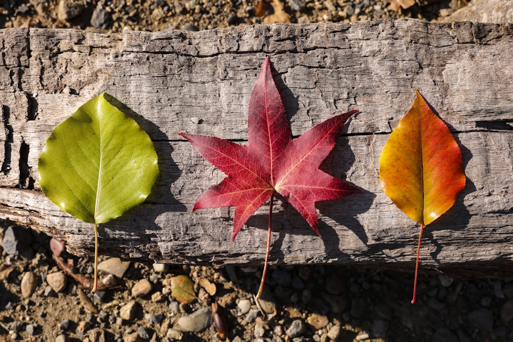 three different colored leaves on a piece of wood