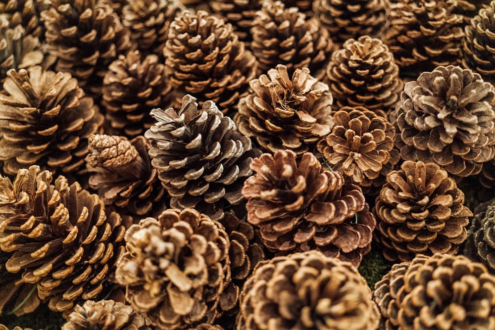 a pile of pine cones sitting next to each other