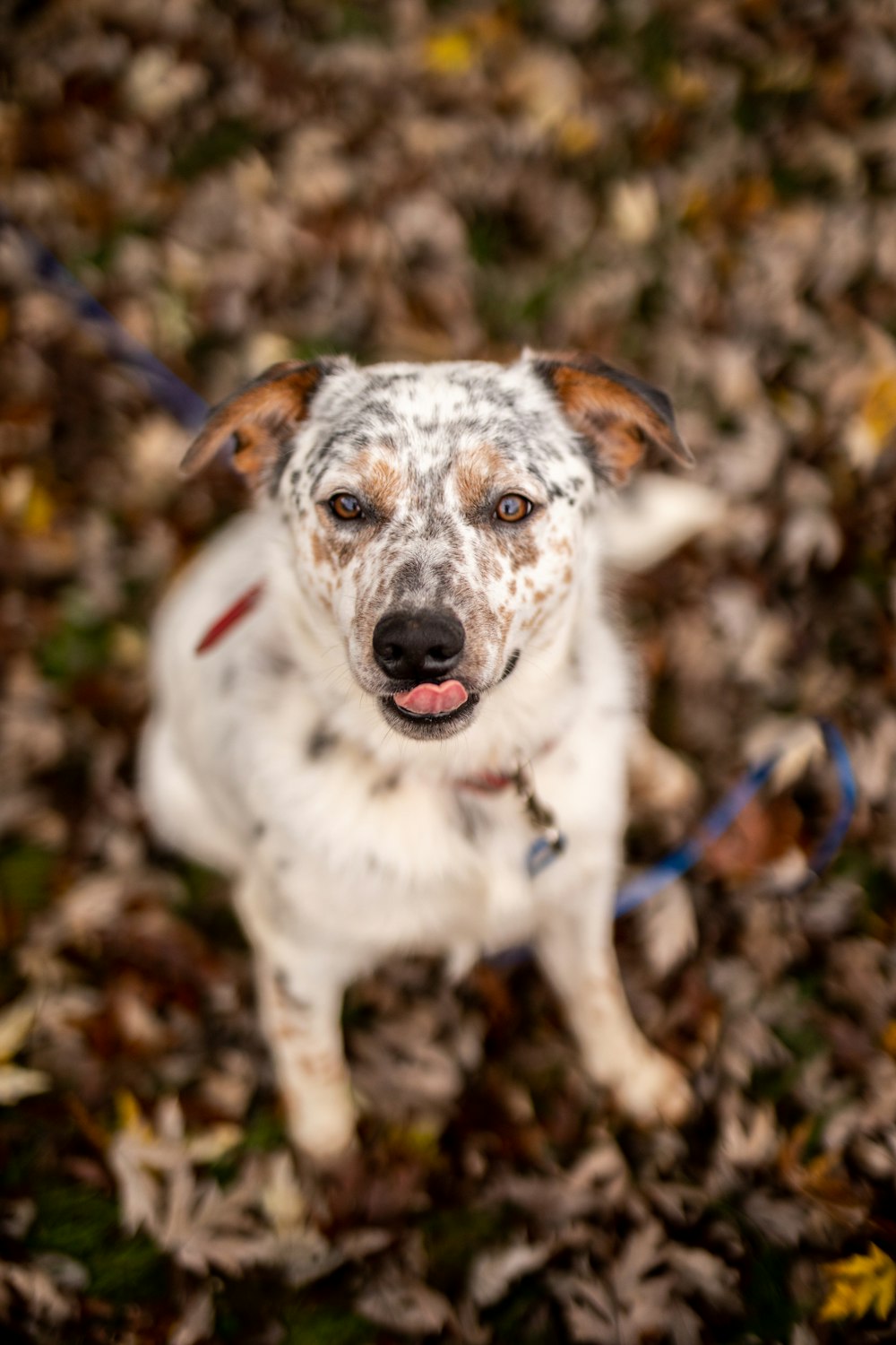 a white and brown dog sitting on top of a pile of leaves