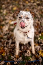 A spotted dog, possibly an Australian Cattle Dog, is sitting among a bed of fallen autumn leaves. The dog has a red collar and is licking its nose, giving a playful and curious expression.
