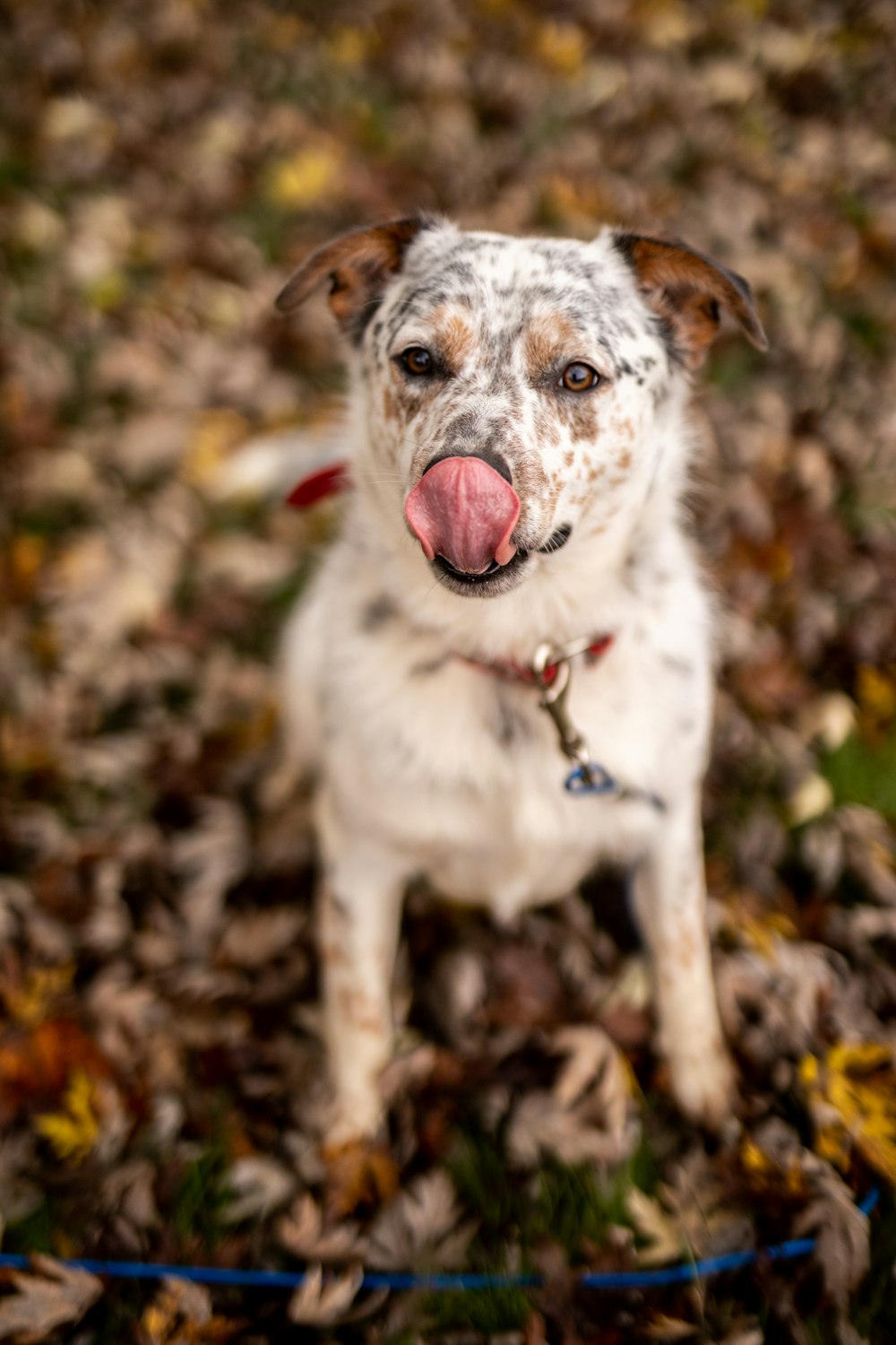 a white and brown dog sitting on top of a pile of leaves