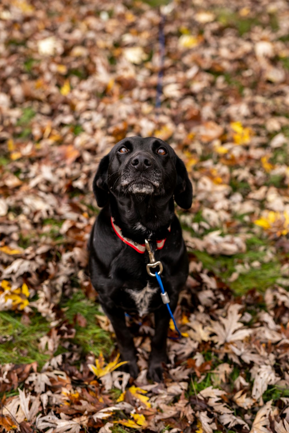 a black dog sitting on top of a pile of leaves