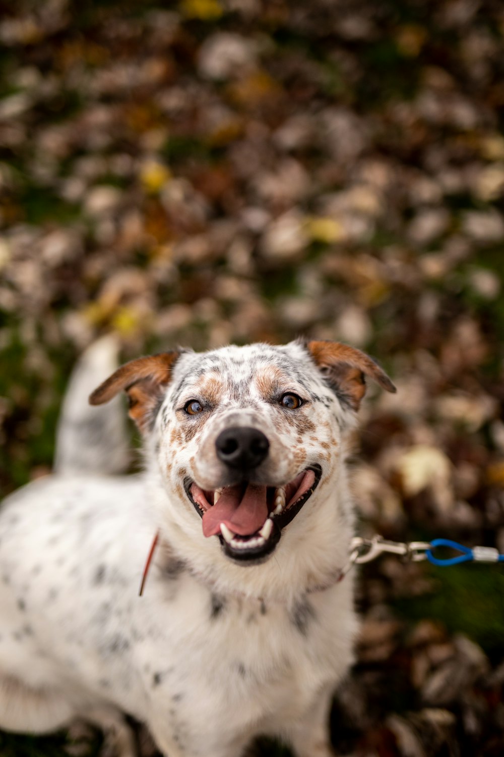 a white and brown dog standing on top of leaves