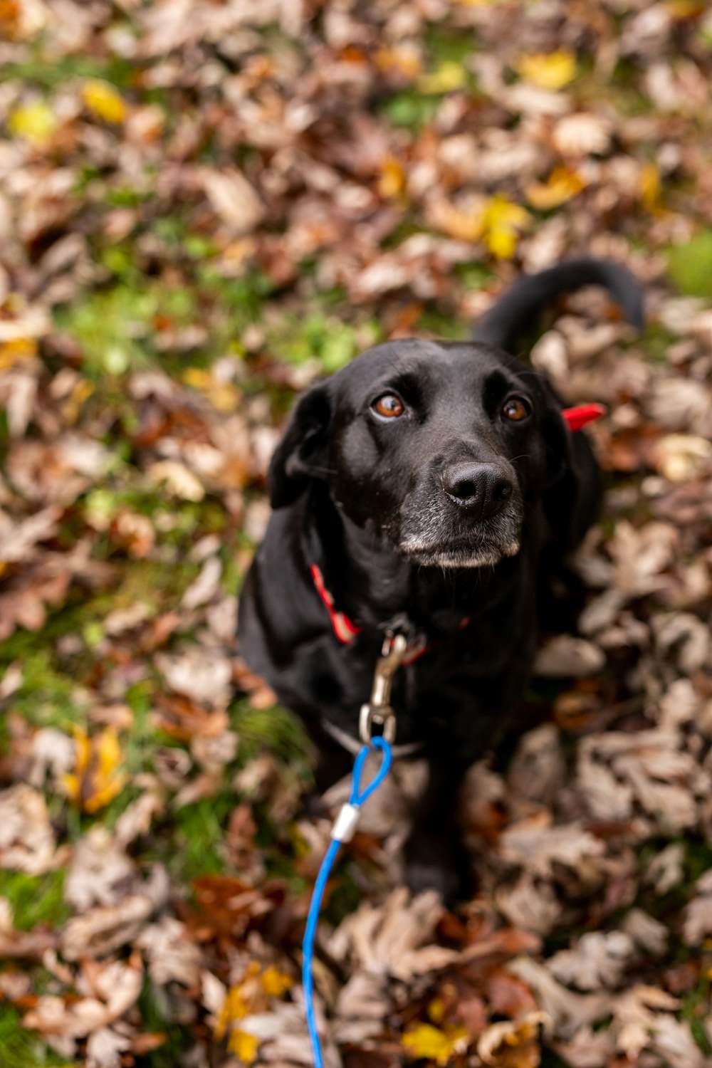 a black dog sitting on top of a pile of leaves