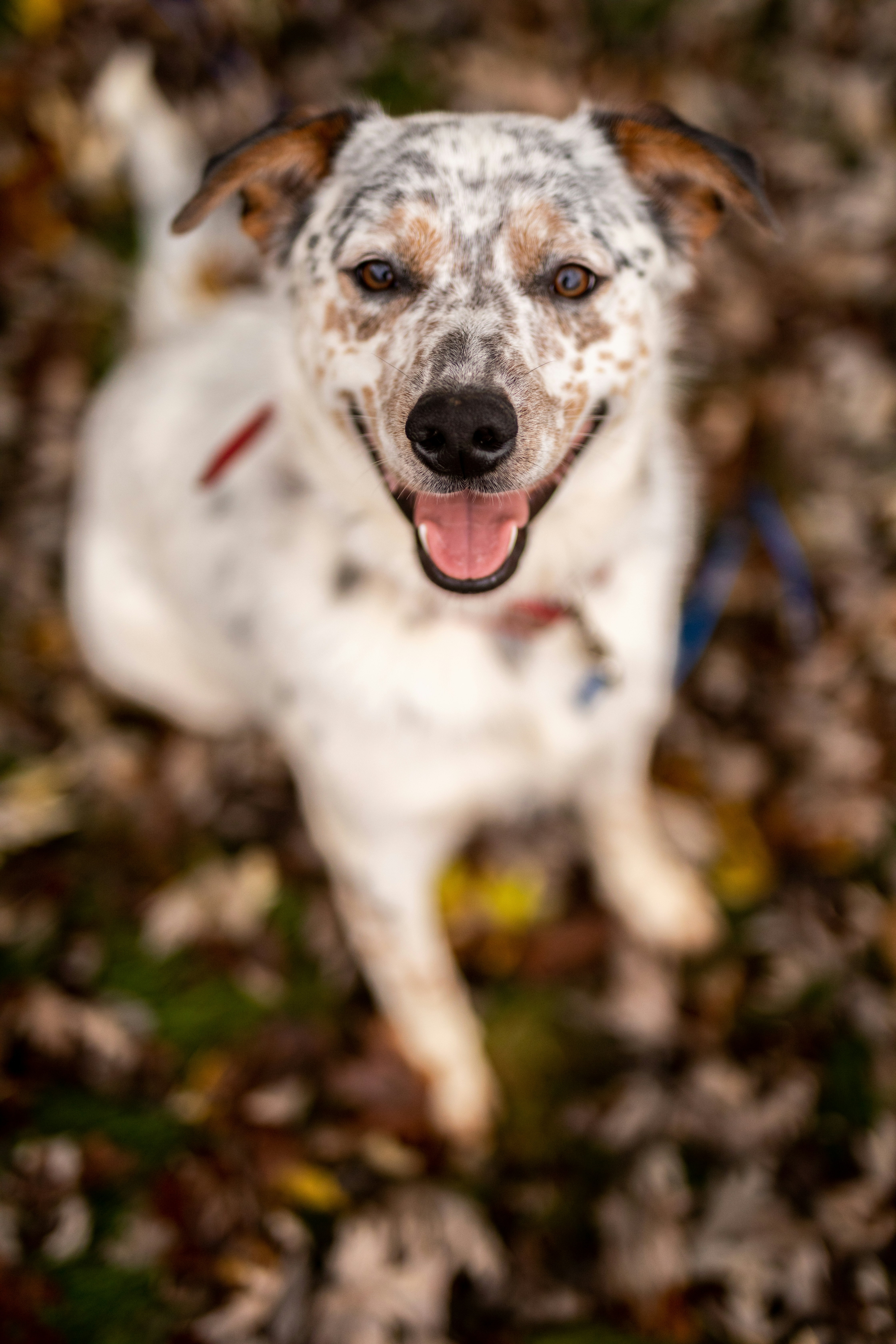 a white and brown dog standing on top of leaves