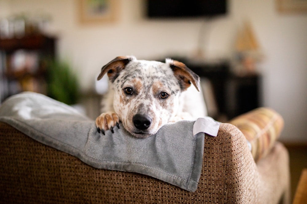 a dog laying on a couch with a pillow