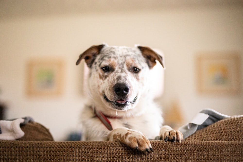 a close up of a dog on a couch