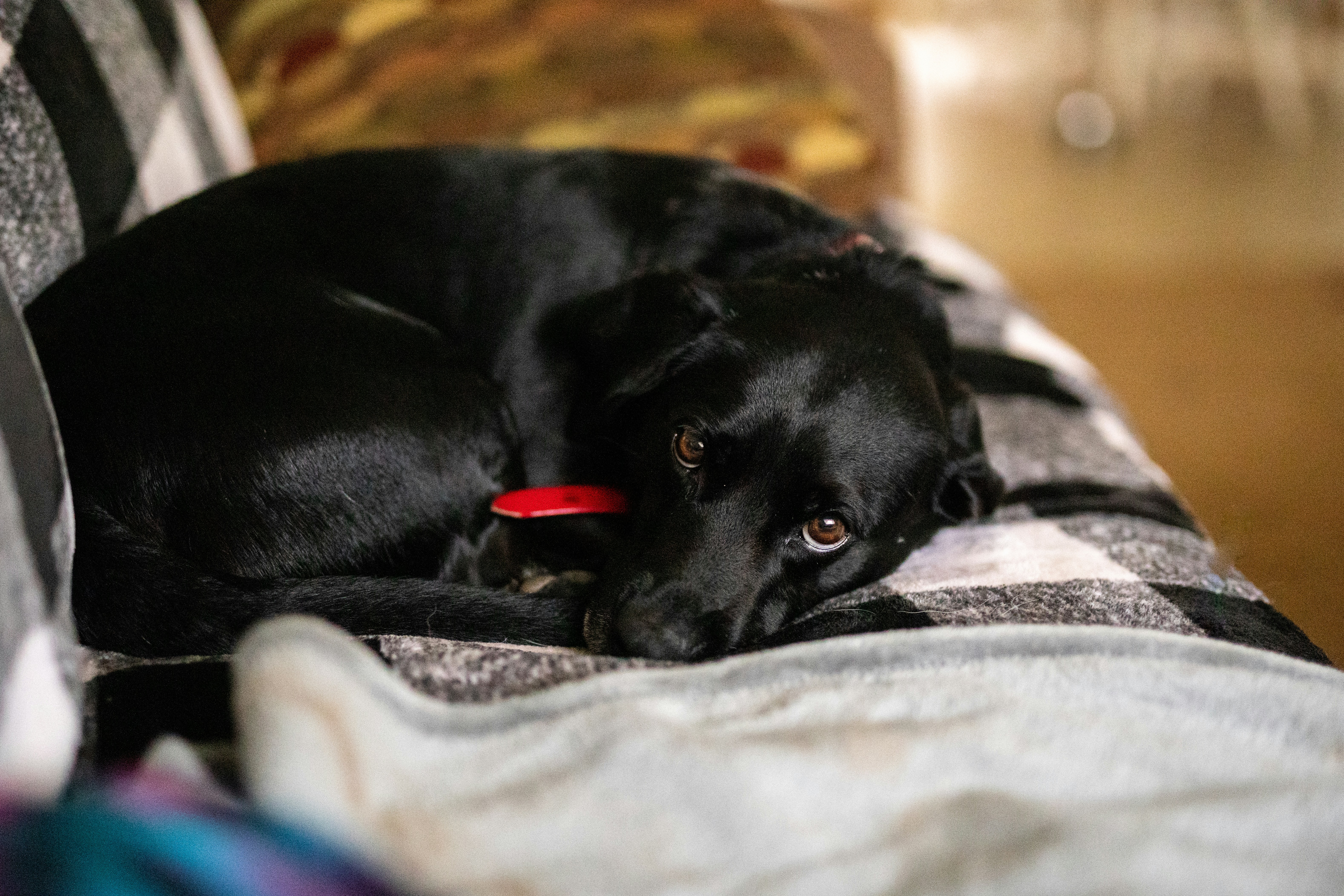 Sausage Dog
