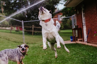 a dog jumping in the air to catch a frisbee