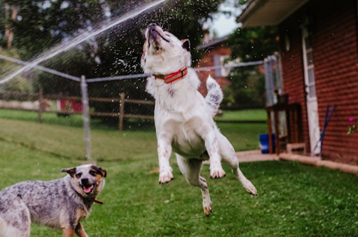 a dog jumping in the air to catch a frisbee