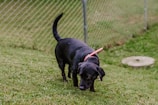 A black dog with a red collar is sniffing the ground in a grassy area. A chain-link fence is visible in the background, suggesting a fenced yard. The grass is lush and green, contributing to a natural outdoor setting. There is also a round, concrete structure partially buried in the grass on the right side.