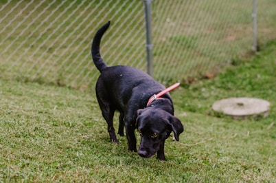 A black dog with a red collar is sniffing the ground in a grassy area. A chain-link fence is visible in the background, suggesting a fenced yard. The grass is lush and green, contributing to a natural outdoor setting. There is also a round, concrete structure partially buried in the grass on the right side.
