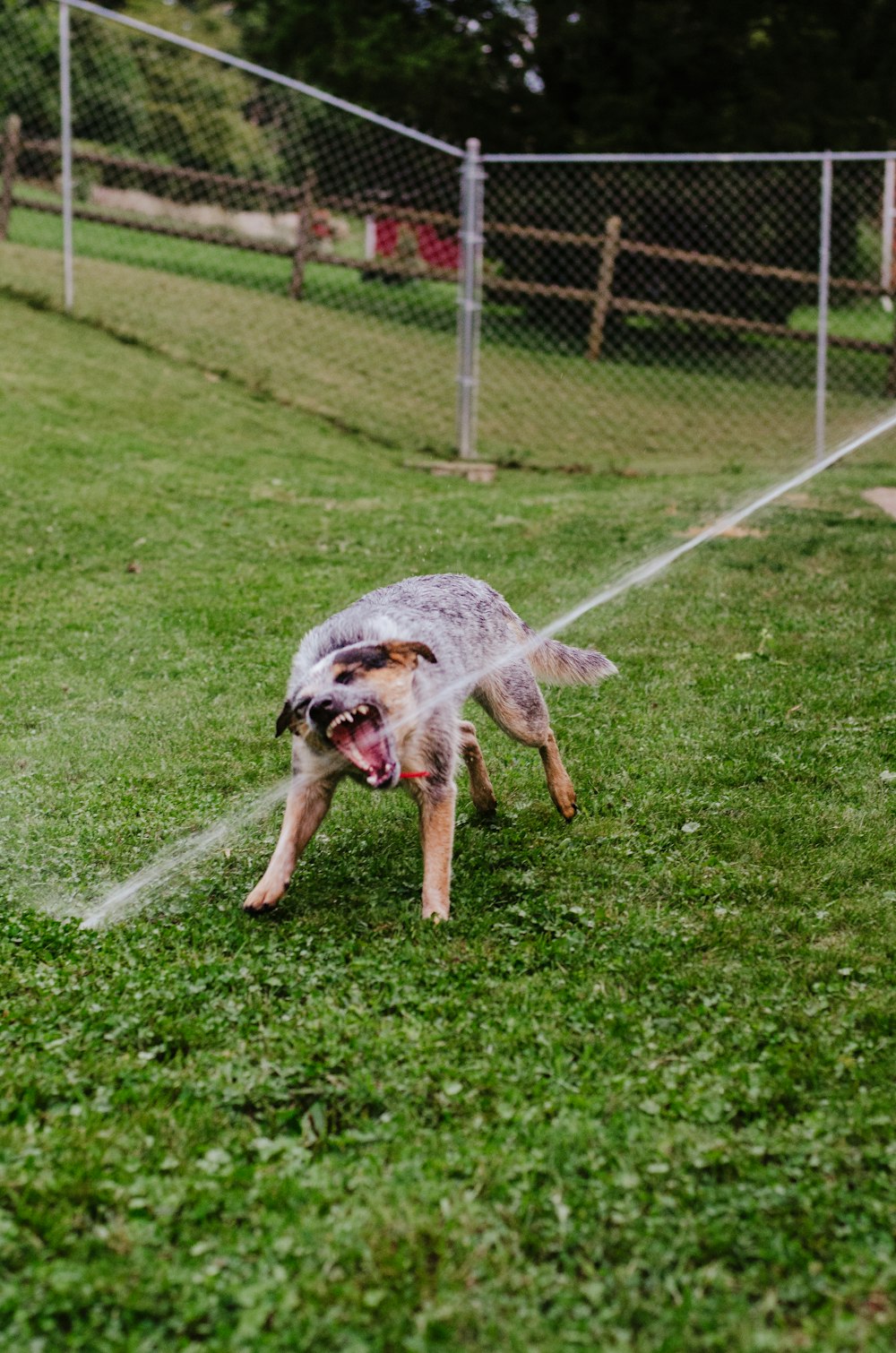 a dog that is standing in the grass