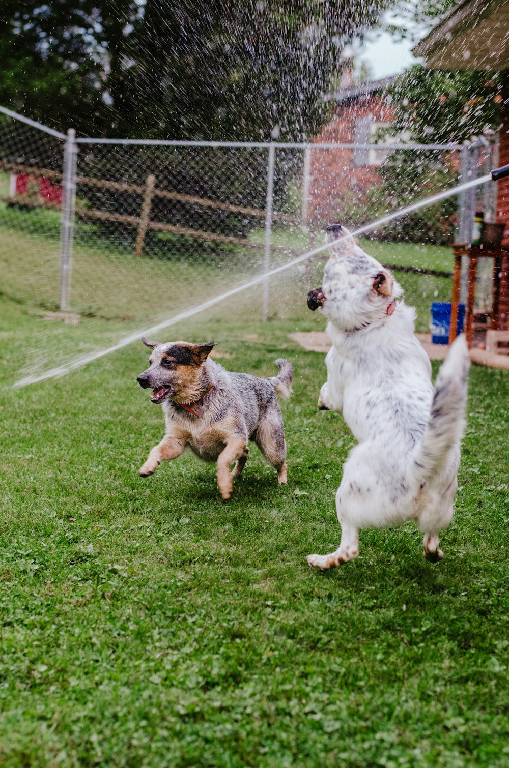 a couple of dogs playing in a yard