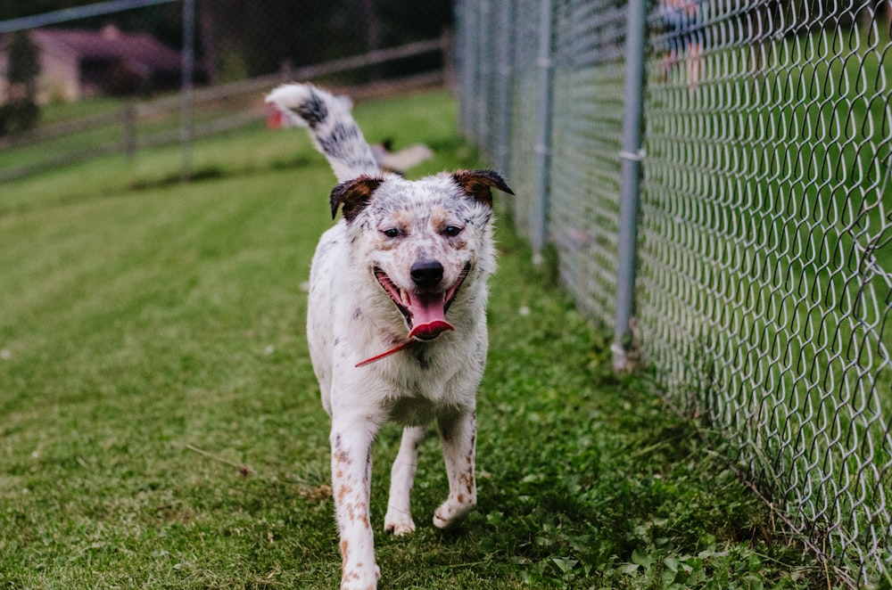 a white dog with a red leash running next to a fence
