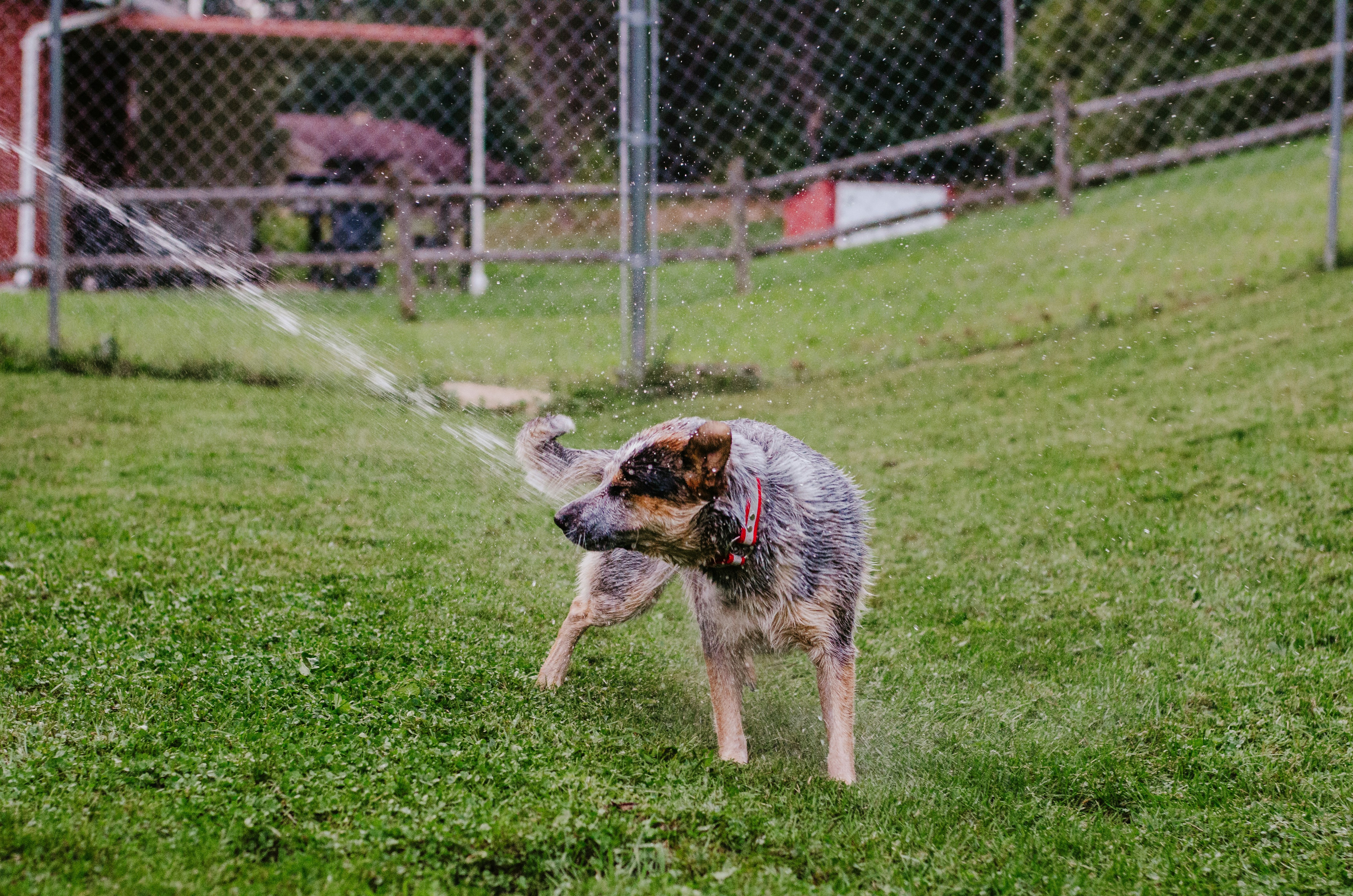 a dog sprinkles water from a hose