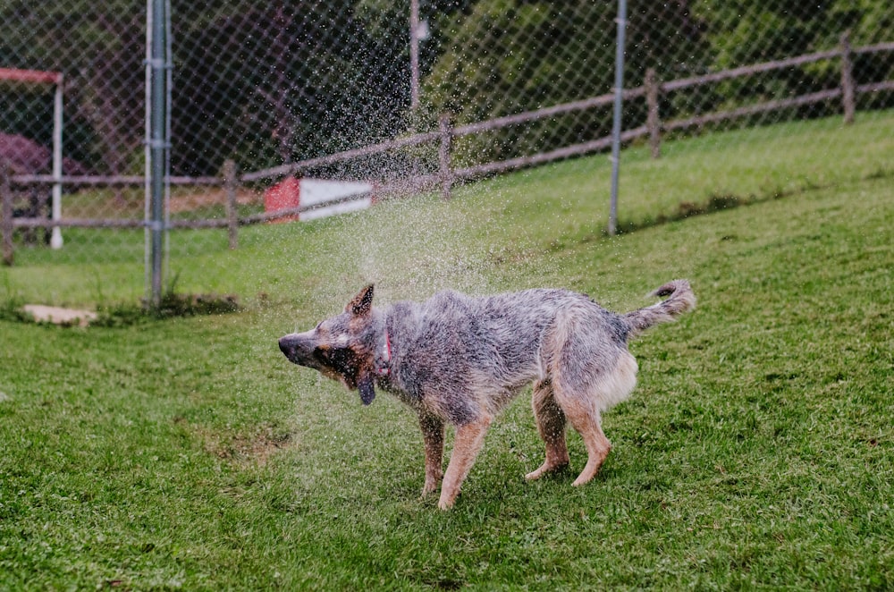 a dog playing in the grass with a frisbee