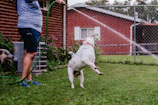 a dog jumping up into the air to catch a frisbee